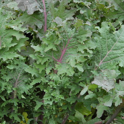 Chou Frisé / Kale Sibérien Red Ursa