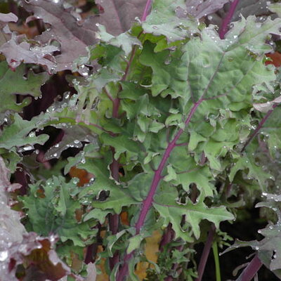 Chou Frisé / Kale Sibérien Winter Red