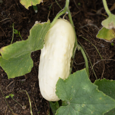 Cornichon Blanc Petit de Paris