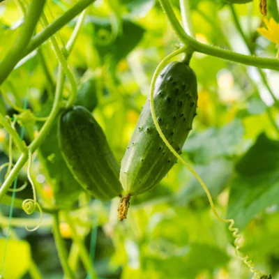 Cornichon Vert Petit de Paris