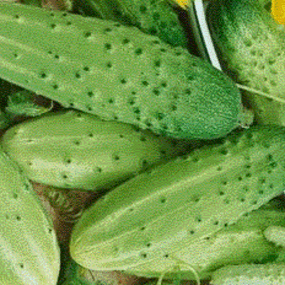 Cornichon Amélioré de Bourbonne