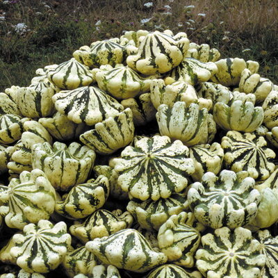 Courge Pepo Pâtisson Panaché Vert et Blanc