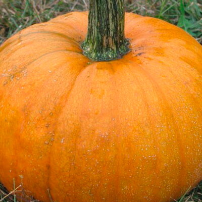 Courge Pepo New England Pie / Small Sugar