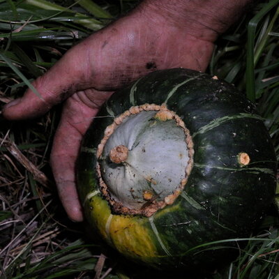 Courge Maxima Buttercup Burgess