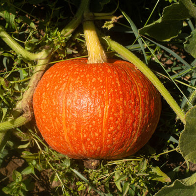 Courge Maxima Hubbard Golden Delicious