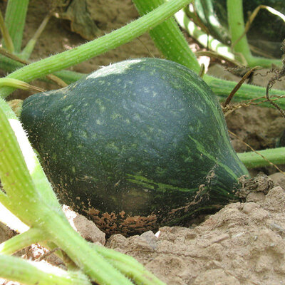 Courge Maxima Hubbard Vert