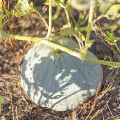 Courge Maxima Sweet Keeper