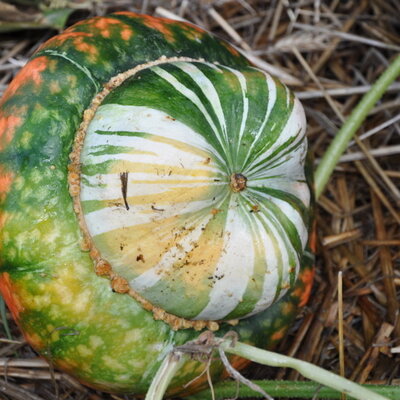 Courge Maxima Turban Turc