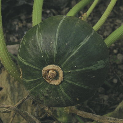 Courge Maxima Buttercup Bush