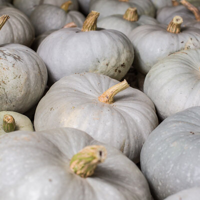 Courge Bleu de Hongrie