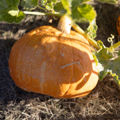 Courge Maxima Red Warty Thing