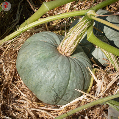 Courge Maxima Berettina Piacentina