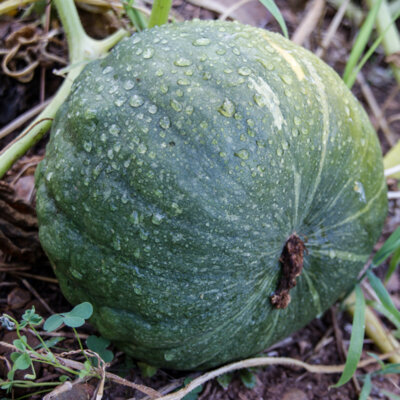 Courge Maxima Dulce de Horno