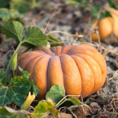 Courge Musquée de Provence