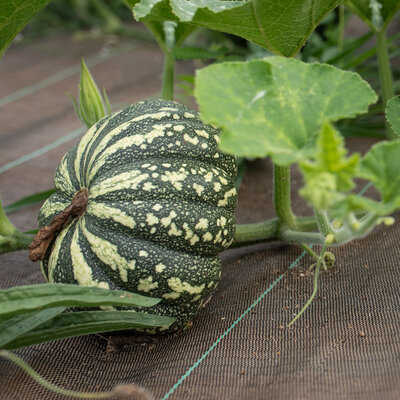 Courge Moschata Un Plaza Calabaza