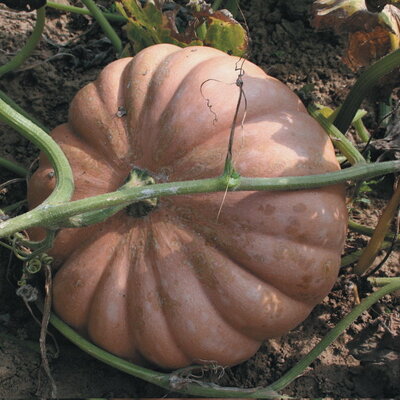 Courge Moschata Milk Pumpkin