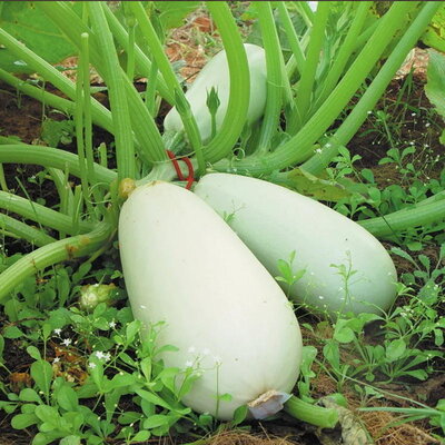 Courgette Blanche d’Égypte - Ovale