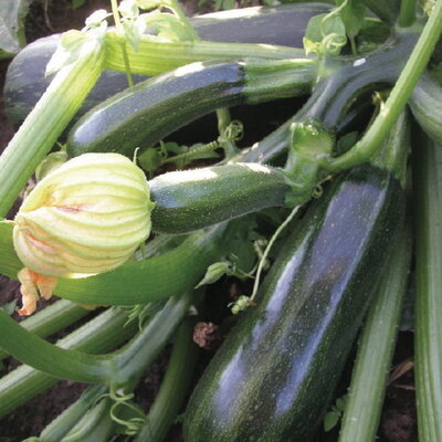 Courgette Striato Pugliese - Allongée