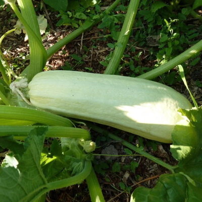 Courgette Bou Tozzina - Allongée