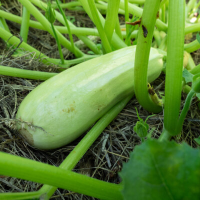 Courgette Blanche de Trieste - Allongée