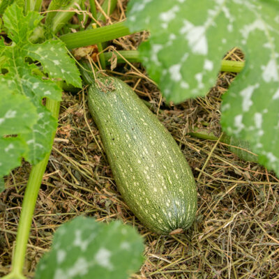 Courgette Petite Grise d’Alger - Allongée