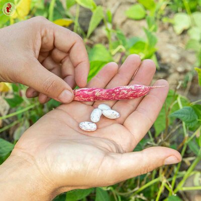 Haricot à Écosser Nain Rose d’Eyragues