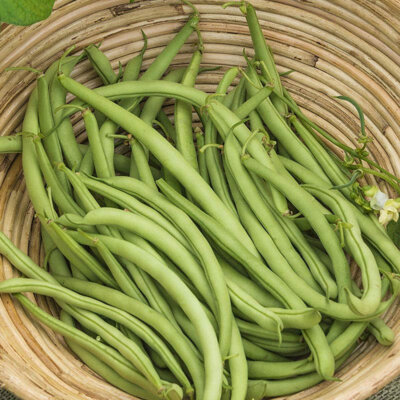 Haricot Mangetout Nain Contender