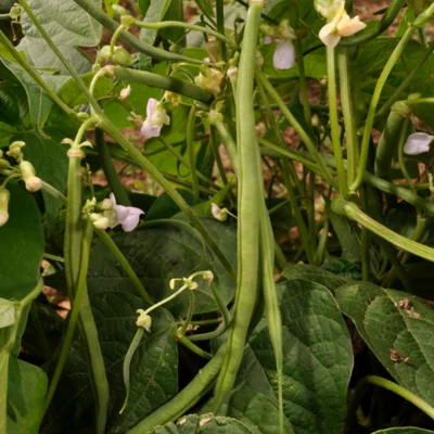 Haricot Mangetout Nain Fin de Bagnol