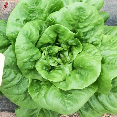 Laitue Romaine Little Gem