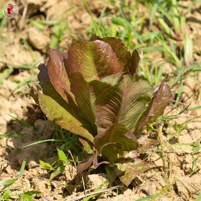 Laitue Romaine Rouge d’Hiver