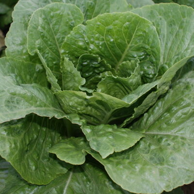 Laitue Romaine Valmaine