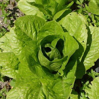 Laitue Romaine Ballon