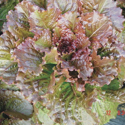 Laitue romaine rouge - Integrata Red