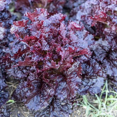 Laitue à Couper Merlot