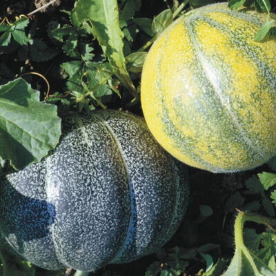 Melon Petit Gris de Rennes