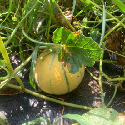 Melon Rouge de Cavaillon