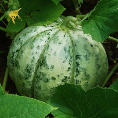 Melon Délice de la Table