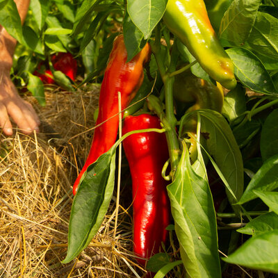 Piment Doux / Poivron Rouge Orange/Précoce Cubanelle