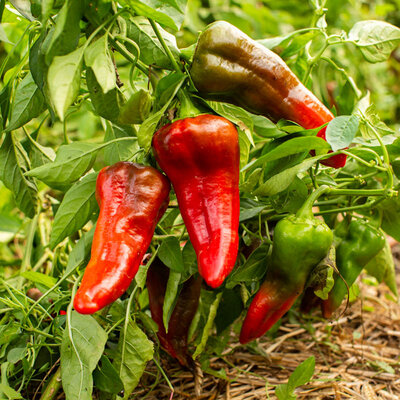 Piment Doux / Poivron Rouge/De Mi-Saison Relleno Rouge