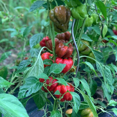 Piment Doux / Poivron Rouge/De Mi-Saison Ampuis