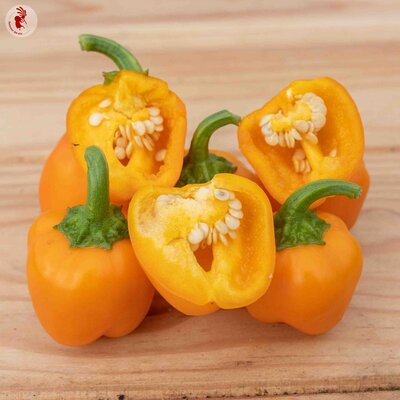 Piment Doux / Poivron Jaune Orange/De Mi-Saison Miniature Yellow Bell