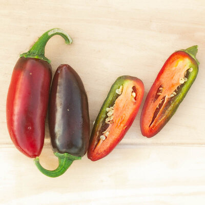 Piment Fort Rouge/Précoce Jalapeno