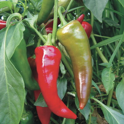 Piment Peu Fort Rouge/De Mi-Saison Georgia Flame