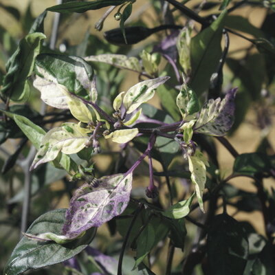 Bellingrath Gardens Purple