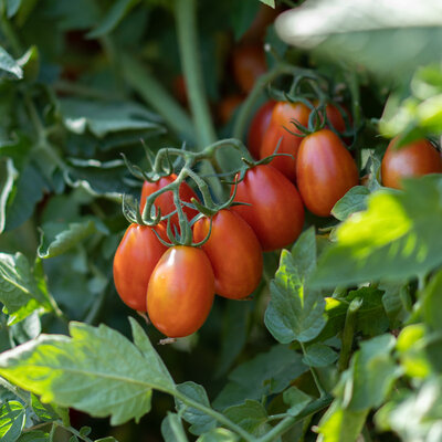 Tomate-Cerise Rouge Précoce Datterini