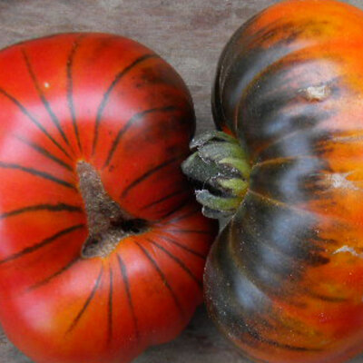 Tomate Bigarrée Mi-Saison Siberian Tiger