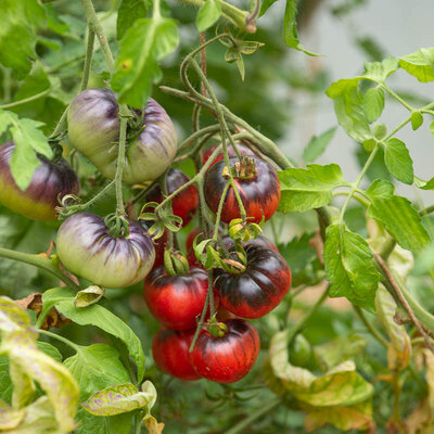 Tomate Indigo Mi-Saison Blue Beauty