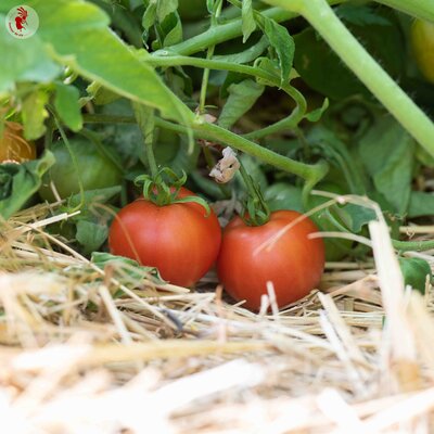 Tomate Rouge Précoce Moravsky Div