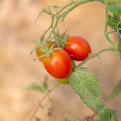 Tomates - De Berao