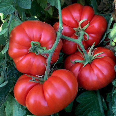 Tomates - Marmande
